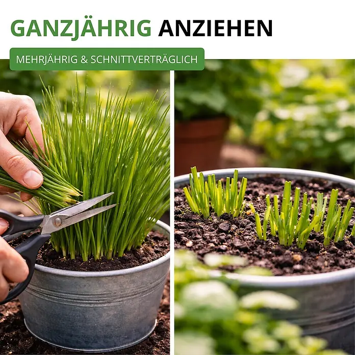 Deine Gartenwelt Schnittlauch Medium Leaf -  - Schnittlauch in einem verzinkten Topf, beim Schneiden und Nachwachsen gezeigt, was ganzjähriges Wachstum verdeutlicht.