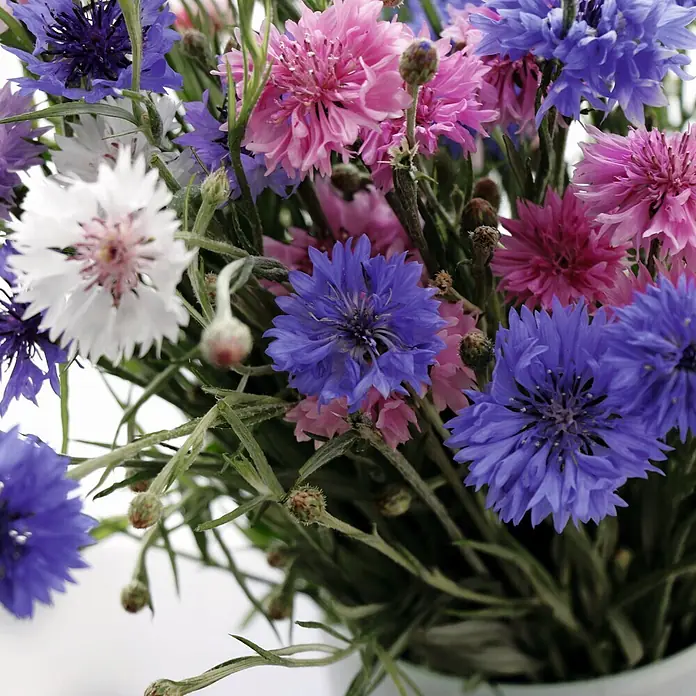 Deine Gartenwelt Kornblumen Gefüllte Mischung -  - Ein lebhafter Strauß aus blauen, rosa und weißen Kornblumen mit grünen Stielen.
