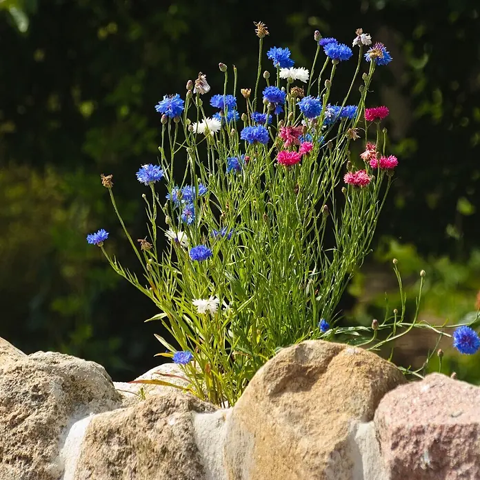 Deine Gartenwelt Kornblumen Gefüllte Mischung -  - Leuchtende blaue, weiße und pinke Kornblumen blühen aus einer rustikalen Steinmauer.