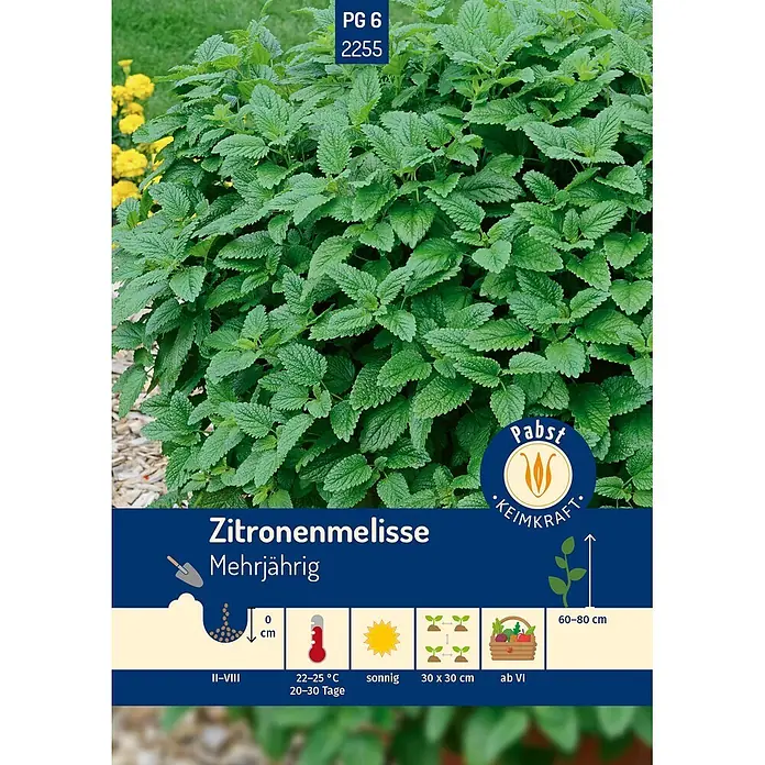 Pabst Keimkraft Kräutersamen Zitronenmelisse - Melissa officinalis, Saatzeit: Mai, Erntezeit: Juli - Üppige grüne Zitronenmelisse mit detaillierten Anbauinformationen zu mehrjährigem Wachstum, Standort, Pflanzabstand und Wuchshöhe.