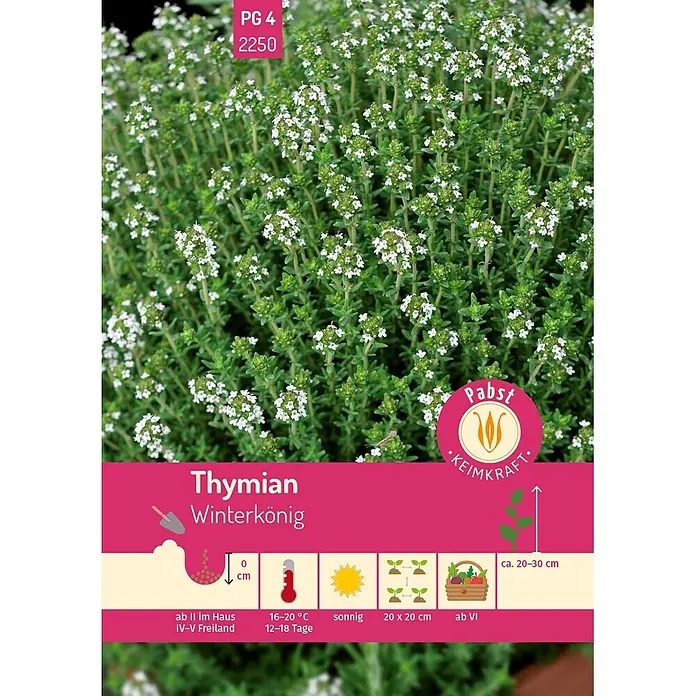 Pabst Keimkraft Kräutersamen Thymian - Thymus vulgaris, Saatzeit: Februar, Erntezeit: Juni - Thymian Winterkönig mit kleinen weißen Blüten und grünen Blättern.