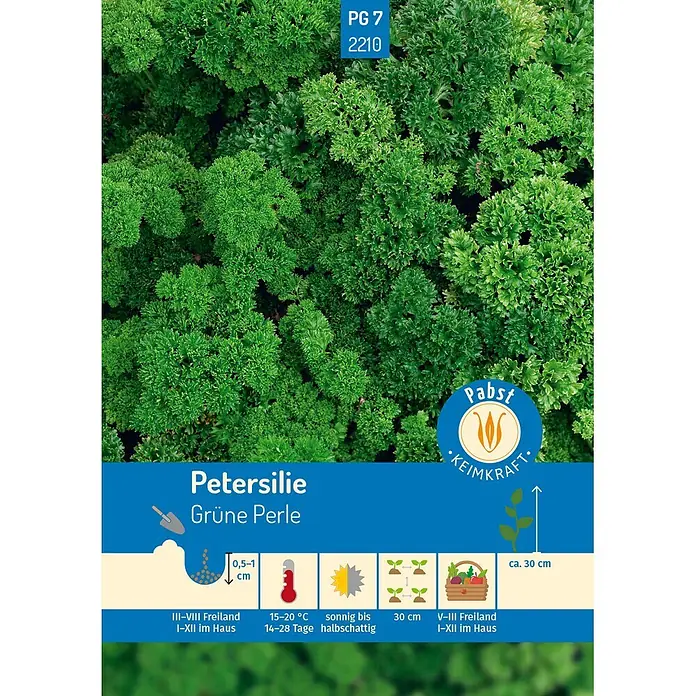 Pabst Keimkraft Kräutersamen Petersilie - Petroselinum crispum (Miller) Nyman ex A. W. Hill, Saatzeit: März, Erntezeit: Mai - Üppige grüne krause Petersilie 'Grüne Perle', bereit zum Anbau.