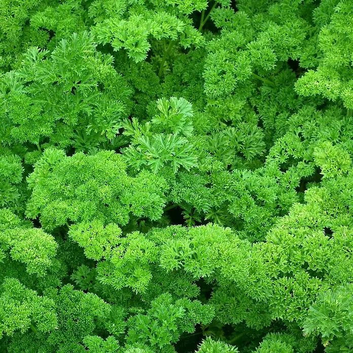 Deine Gartenwelt Petersilie Mooskrause 2 -  - Üppiger grüner krauser Petersilie, dessen gekräuselte Blätter ein dichtes Beet bedecken.