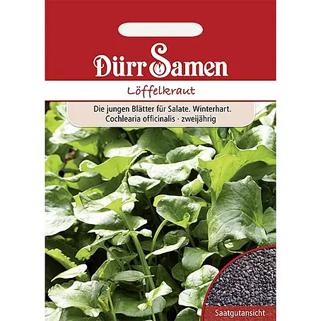 Dürr Samen Löffelkraut