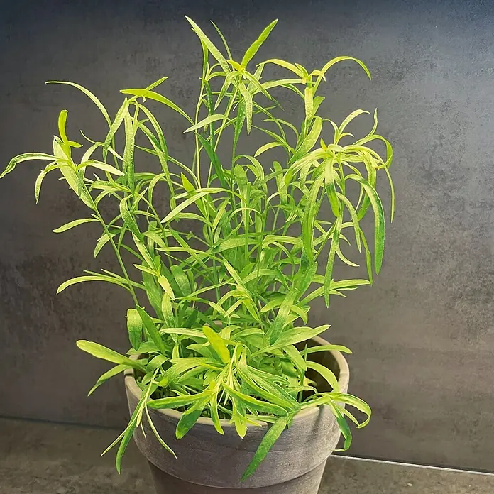 Deine Gartenwelt Estragon Mehrjährig -  - Eine lebendige Grünpflanze mit schlanken Blättern in einem einfachen grauen Topf.