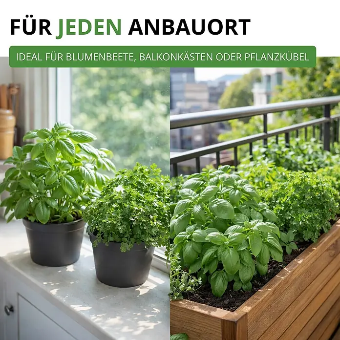 Deine Gartenwelt Kräutersamen-Set mit 10 Sorten -  - Frischer Basilikum und Petersilie in Töpfen auf der Fensterbank und in einem Balkonkasten, vielseitige Anbauoptionen zeigend.