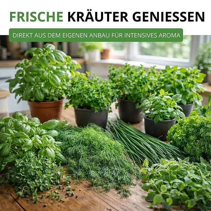 Deine Gartenwelt Kräutersamen-Set mit 10 Sorten -  - Frische grüne Kräuter wie Basilikum, Dill, Schnittlauch und Oregano, auf einer Holzfläche präsentiert, bereit zum Gebrauch.
