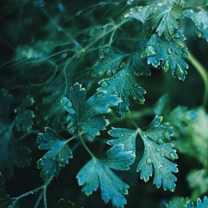 Deine Gartenwelt Kräutersamen Liebstöckel - Levisticum officinale, Saatzeit: Februar, Erntezeit: Mai - Frische grüne Petersilienblätter mit kleinen Wassertropfen.