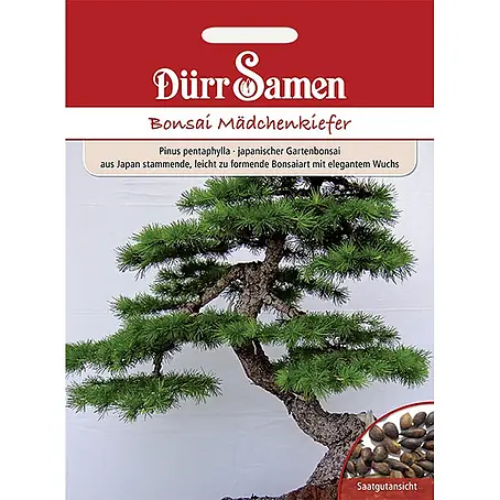Dürr Samen  Saatgut Kiefer