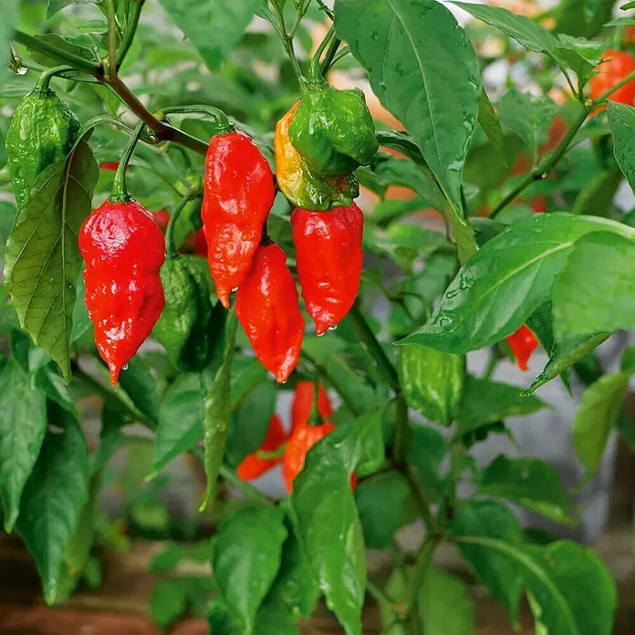 Deine Gartenwelt Gemüsesamen Chili - Capsicum chinense, Erntezeit: Juli - Rote und grüne Chilischoten wachsen an einer Pflanze, einige mit Wassertropfen.