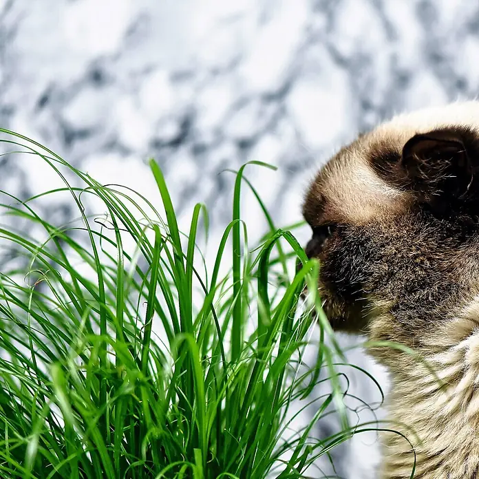 Deine Gartenwelt Zyperngras -  - Eine hellbraune Katze schnüffelt an frischem grünem Katzengras, das seine Anziehungskraft für Haustiere zeigt.