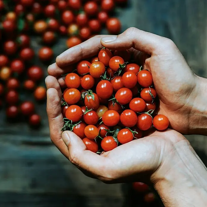 Deine Gartenwelt Johannisbeertomaten -  - Zwei Hände halten viele frische rote Kirschtomaten.