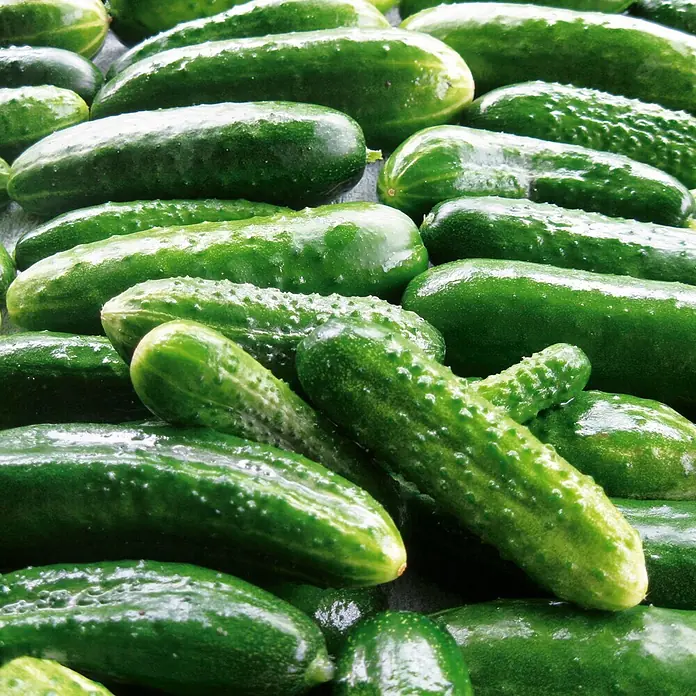 Deine Gartenwelt Salat- und Einlegegurken Delikateß -  - Nahaufnahme zahlreicher frischer, grüner Gurken, einige mit kleinen Noppen und Wassertropfen, zusammengehäuft.