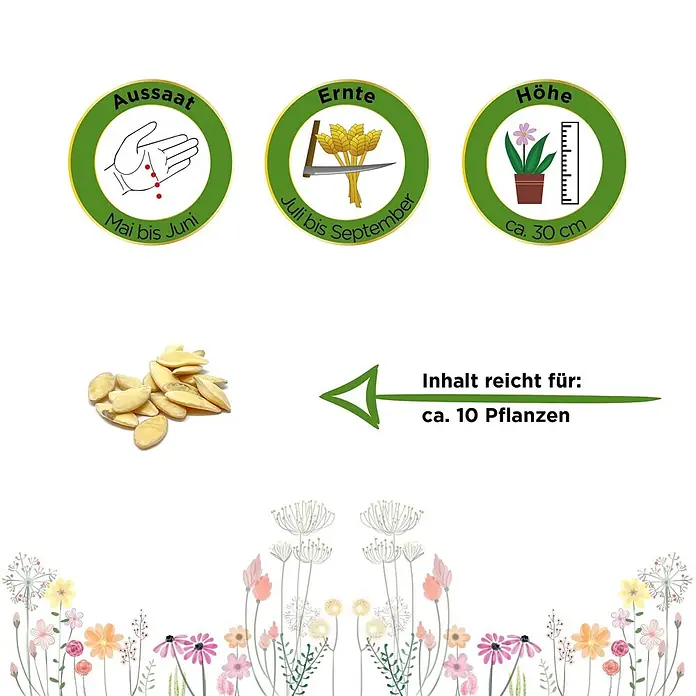 Deine Gartenwelt Salat- und Einlegegurken Delikateß -  - Samen mit Icons für Aussaat (Mai-Juni), Ernte (Juli-Sept), Höhe (30cm) und Inhalt ausreichend für ca. 10 Pflanzen.