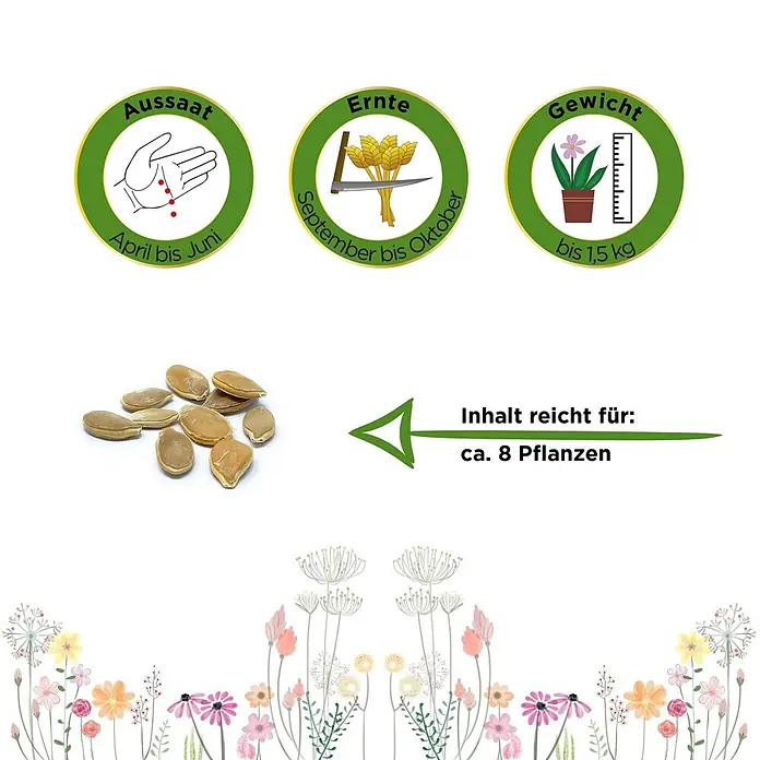 Deine Gartenwelt Hokkaido Kürbis Uchiki Kuri -  - Braune Pflanzensamen. Infografiken: Aussaat April-Juni, Ernte Sep-Okt, bis 1,5 kg Ertrag. Inhalt reicht für ca. 8 Pflanzen.