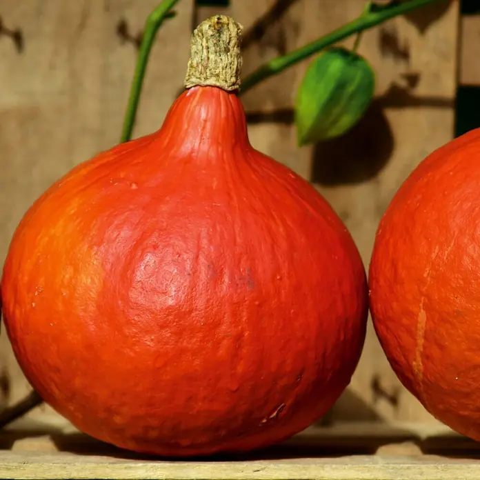Deine Gartenwelt Hokkaido Kürbis Uchiki Kuri -  - Lebhafter oranger Kürbis mit texturierter Haut und Stiel, auf einer Holzoberfläche liegend.