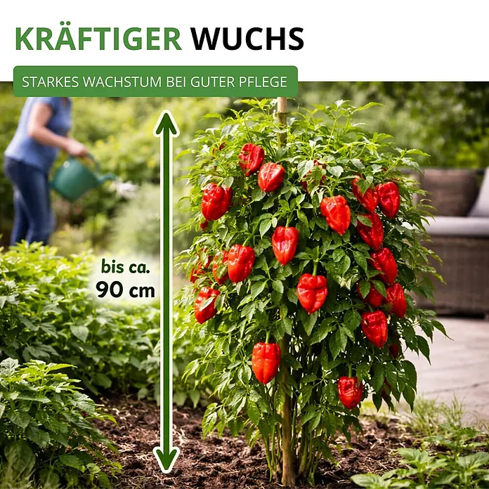 Deine Gartenwelt Chili Trinidad Moruga Scorpion -  - Kräftige Paprikapflanze mit vielen roten Früchten, wächst bis ca. 90 cm hoch. Im Hintergrund gießt eine Person.