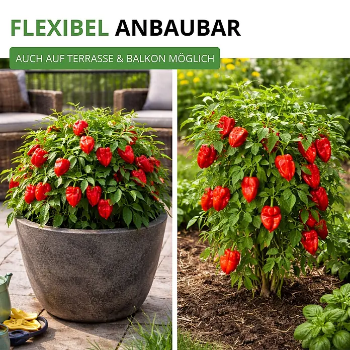 Deine Gartenwelt Chili Trinidad Moruga Scorpion -  - Zwei Paprikapflanzen mit roten Paprika, eine im Topf auf der Terrasse, eine im Beet, flexibel anbaubar.