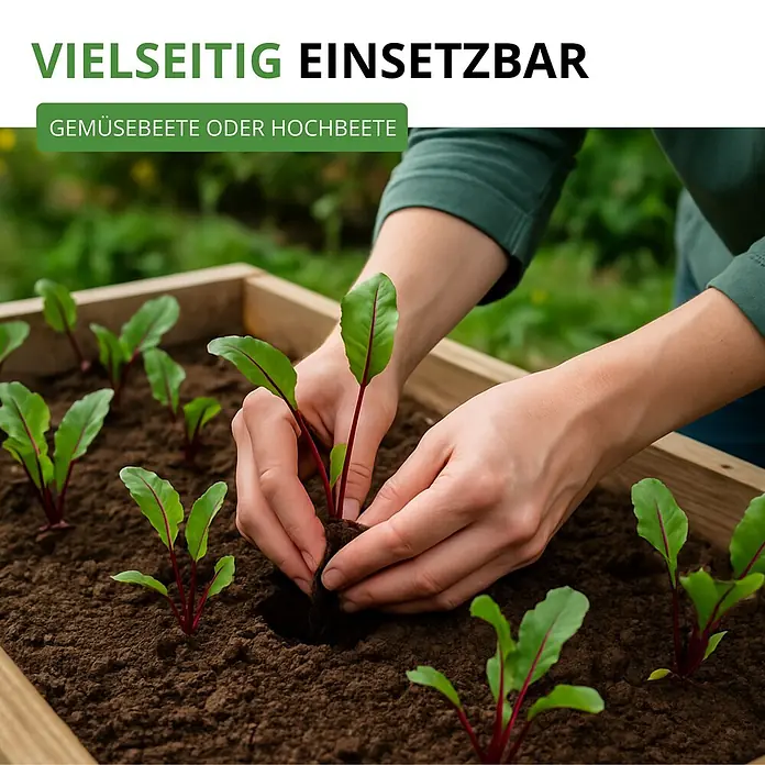 Deine Gartenwelt Rote Beete Rote Kugel 2 -  - Hände pflanzen Setzling in vielseitiges Hochbeet für Gemüse.