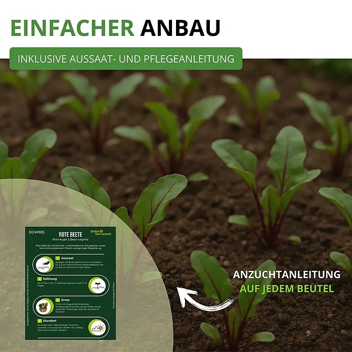 Deine Gartenwelt Rote Beete Rote Kugel 2 -  - Pflanzanleitung für Rote Bete auf einem Beutel, über einem Bild von wachsenden Rote-Bete-Pflanzen in Erde.