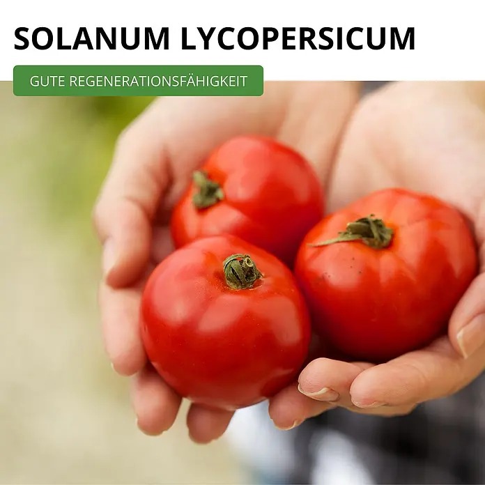 Deine Gartenwelt Stabtomaten Harzfeuer F1 -  - Hände halten drei leuchtend rote Tomaten, ihre Frische betonend.