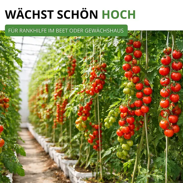 Deine Gartenwelt Stabtomaten Harzfeuer F1 -  - Gewächshaus mit vielen Tomatenpflanzen, die an Rankhilfen sehr hoch wachsen und reife Früchte tragen.