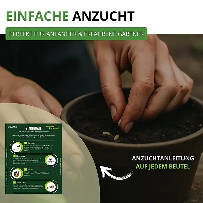 Deine Gartenwelt Stabtomaten Harzfeuer F1 -  - Hände pflanzen Tomatensamen in einen Topf. Detaillierte Anzuchtanleitung für Stabtomaten 'Harzfeuer F1' zeigt einfaches Gärtnern für alle.