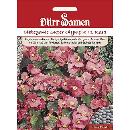 Dürr Samen  Blumensamen Eisbegonie