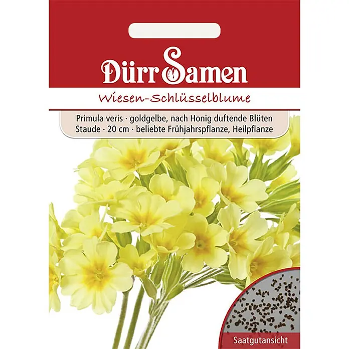 Dürr Samen Blumensamen Schlüsselblume - Primula veris, Goldgelb - Samenpäckchen für Dürr Samen Wiesen-Schlüsselblume (Primula veris) mit goldgelben Blüten und Saatgutansicht.