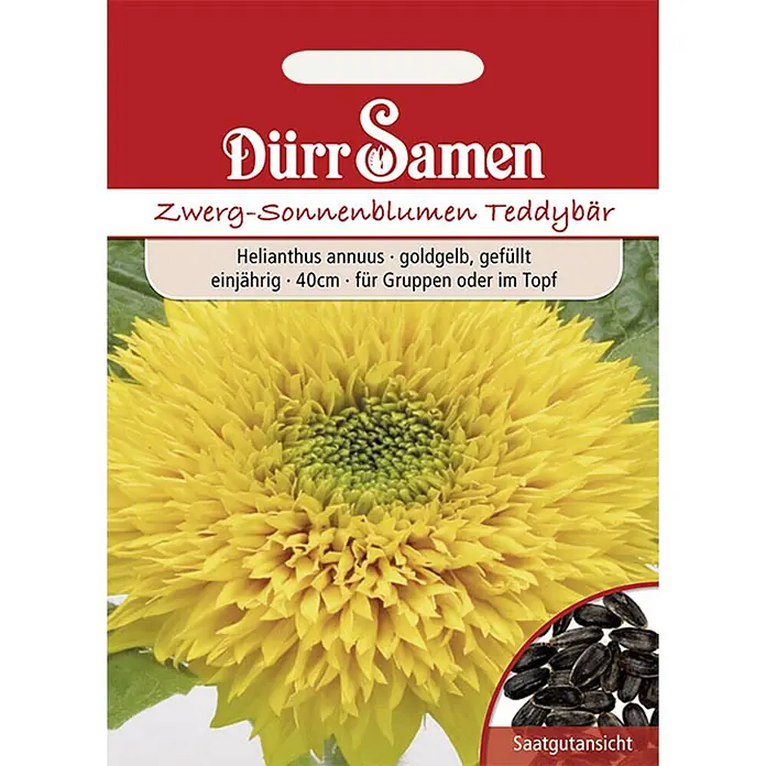 Dürr Samen Blumensamen Sonnenblume - Helianthus annuus, Goldgelb - Dürr Samen 'Teddybär' Zwerg-Sonnenblumen Samenpackung mit gelber, gefüllter Sonnenblume und Samen.