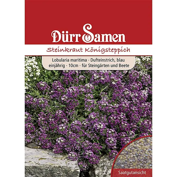 Dürr Samen Blumensamen Steinkraut - Lobularia maritima, Mehrfarbig - Samenpackung für lila Steinkraut Königsteppich, zeigt blühende Pflanzen und ein Inset mit hellbraunen Samen.