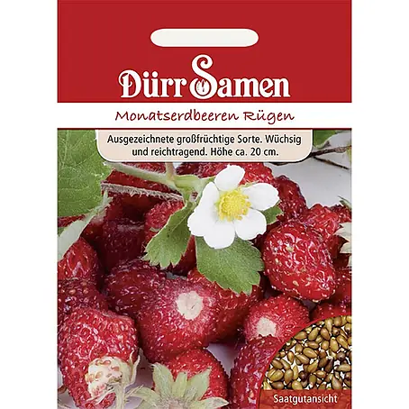 Dürr Samen  Obstsamen Monatserdbeere