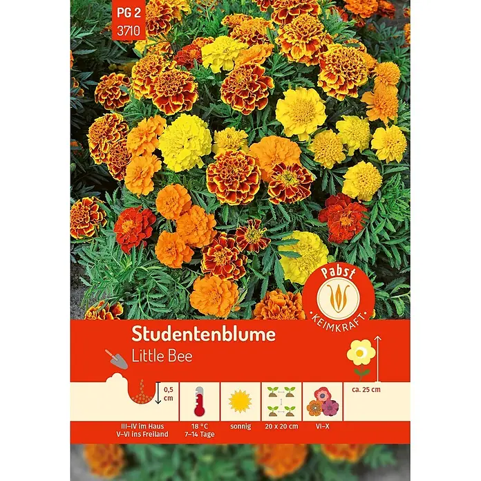 Pabst Keimkraft Blumensamen Studentenblume - Tagetes patula nana, Mehrfarbig - Samenpäckchen Studentenblume 'Little Bee' mit orange-gelben Blüten und Pflanzinformationen.