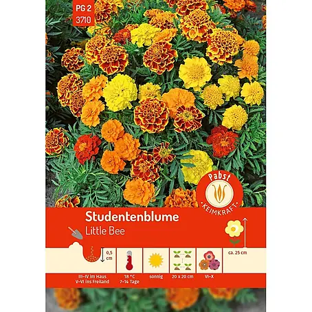Pabst Keimkraft  Blumensamen Studentenblume