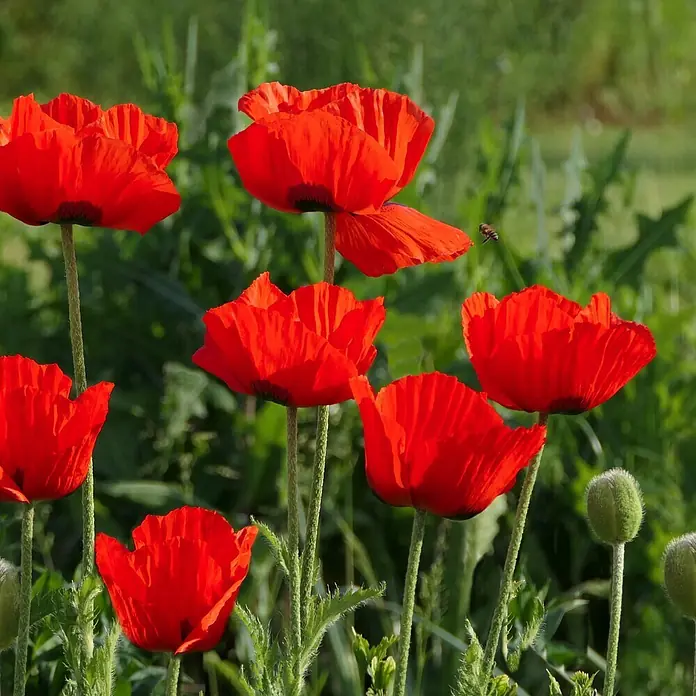 Deine Gartenwelt Blumensamen Mohn - Papaver rhoeas, Rot - Rote Mohnblumen blühen mit einer Biene.
