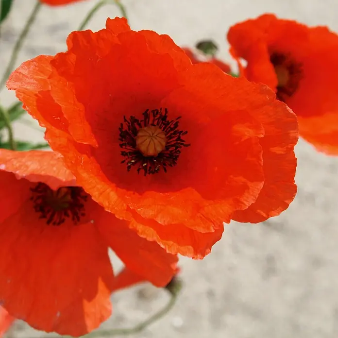 Deine Gartenwelt Blumensamen Mohn - Papaver rhoeas, Rot - Lebendige rote Mohnblumen mit dunklen Zentren, einige scharf, andere weich verschwommen.