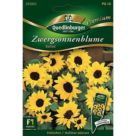 Quedlinburger SAATGUT Zwerg-Sonnenblumen Ballad