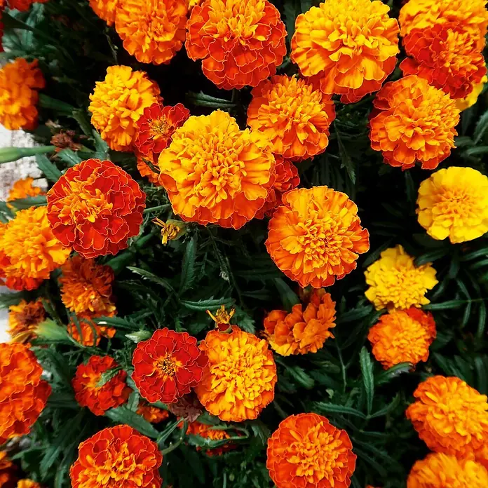 Deine Gartenwelt Studentenblume Tagetes Bonita Mischung -  - Lebhafte orange und gelbe Studentenblumen mit üppigem Laub.