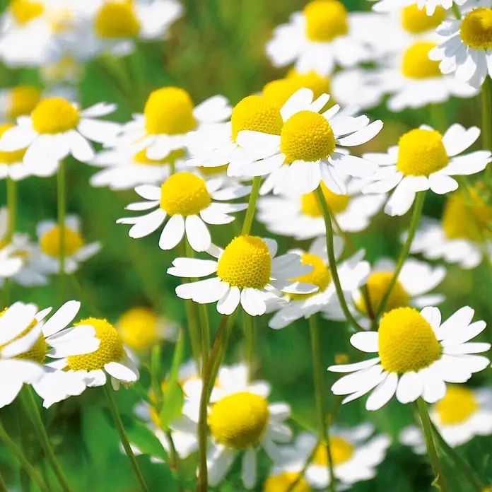 Deine Gartenwelt Kamille -  - Nahaufnahme zahlreicher Kamillenblüten mit weißen Blütenblättern und leuchtend gelben Zentren.