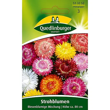 Quedlinburger SAATGUT Strohblume Riesenblumige Mischung