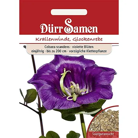 Dürr Samen  Blumensamen Krallenwinde