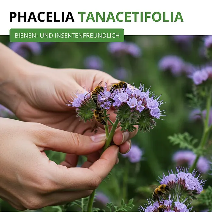 Deine Gartenwelt Phacelia Büschelschön -  - Hände halten violette Phacelia-Blüten mit Bienen, unterstreichend ihre Bienenfreundlichkeit.