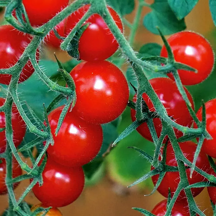 Deine Gartenwelt Balkontomate rot Balkonzauber -  - Nahaufnahme reifer roter Kirschtomaten an einer behaarten grünen Ranke mit grünen Blättern.
