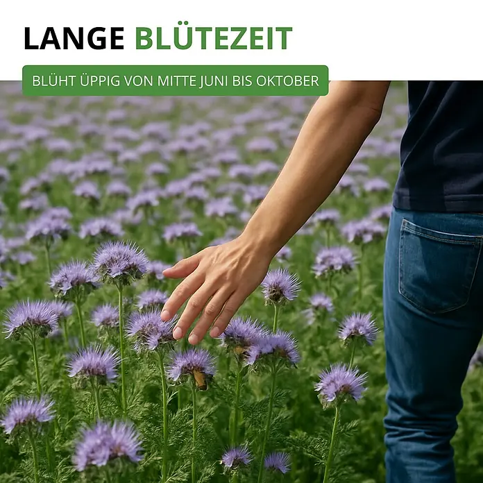 Deine Gartenwelt Phacelia Büschelschön -  - Eine Hand berührt üppige lila Blüten, die eine lange Blütezeit von Juni bis Oktober zeigen.