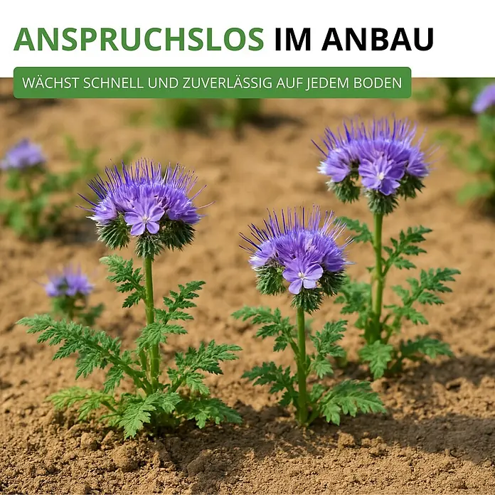 Deine Gartenwelt Phacelia Büschelschön -  - Lila Phacelia-Pflanzen mit grünen Blättern wachsen schnell und zuverlässig in brauner Erde und zeigen ihren unkomplizierten Anbau.