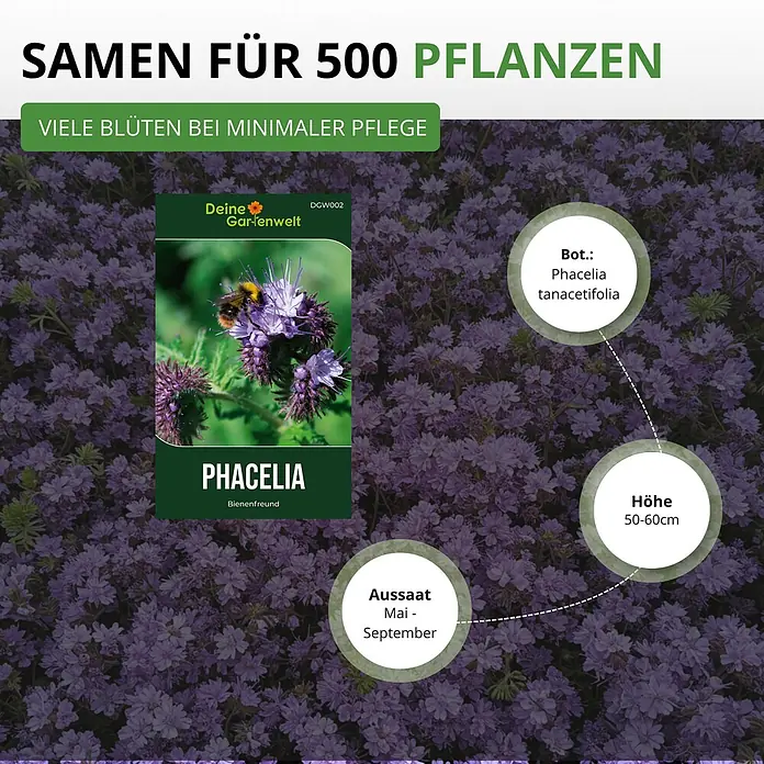 Deine Gartenwelt Phacelia Büschelschön -  - Phacelia-Samenpaket für 500 bienenfreundliche Pflanzen mit vielen Blüten und Infos zur Aussaat und Höhe.
