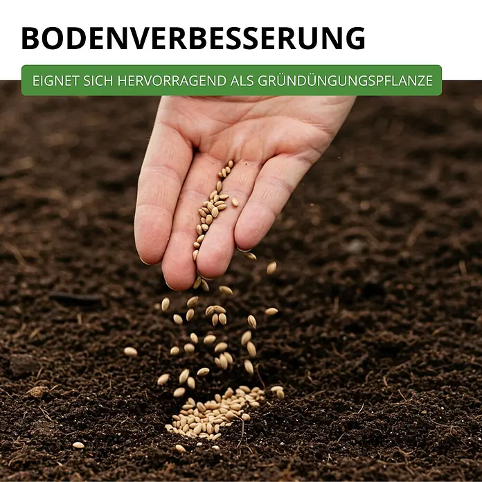 Deine Gartenwelt Phacelia Büschelschön -  - Eine Hand sät hellbraune Samen in dunkle Erde. Die Samen eignen sich hervorragend zur Bodenverbesserung als Gründüngungspflanze.