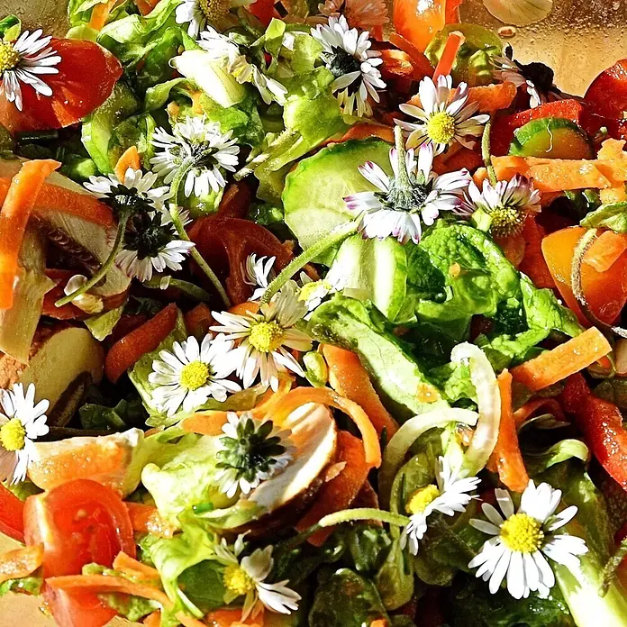 Deine Gartenwelt Blumensamen Gänseblümchen - Bellis perennis, Weiß - Frischer Salat mit grünem Salat, roten Tomaten, orangefarbenen Karotten, Gurken und weißen Gänseblümchen.