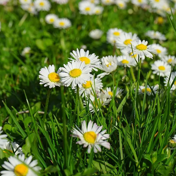 Deine Gartenwelt Blumensamen Gänseblümchen - Bellis perennis, Weiß - Nahaufnahme von weißen Gänseblümchen mit gelber Mitte, die in leuchtend grünem Gras blühen.