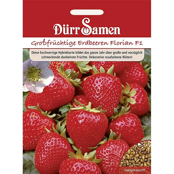 Dürr Samen Obstsamen Erdbeere - Fragaria vesca, Erntezeit: Februar - Dürr Samen Saatguttüte für großfrüchtige Erdbeeren Florian F1 mit roten Früchten, rosa Blüte und Samenansicht.